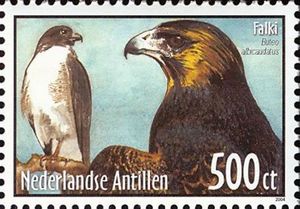 White-tailed Hawk (Buteo albicaudatus)